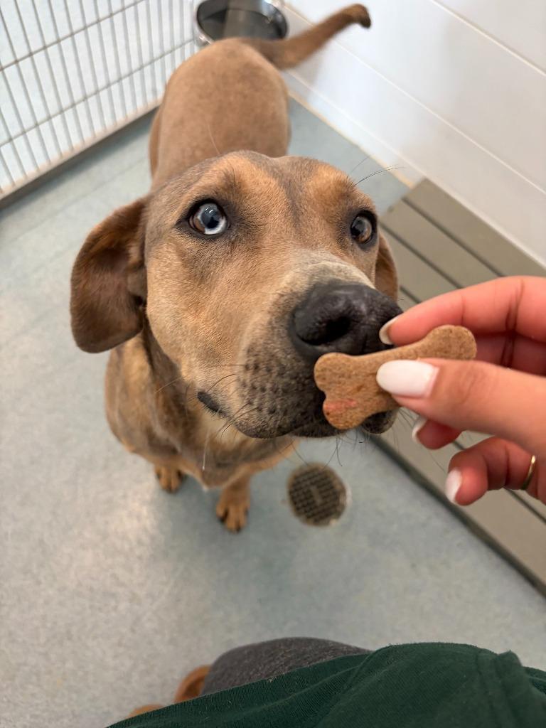 Enlarge Archie, a Adoptable mixed breed in Portland, IN image 5/6