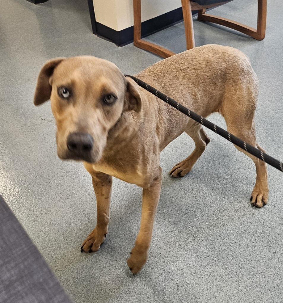 Enlarge Archie, a Adoptable mixed breed in Portland, IN image 6/6