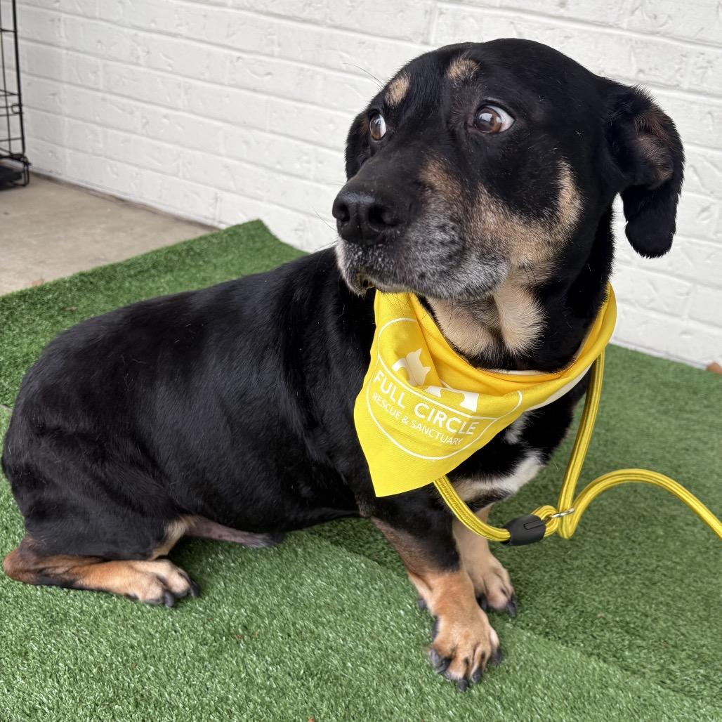 Enlarge Greg, a Adoptable mixed breed in Bessemer, AL image 1/6