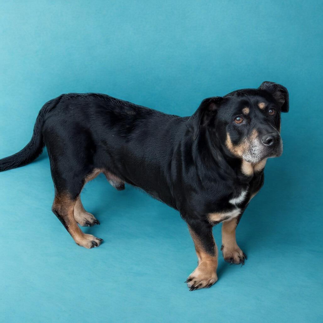 Enlarge Greg, a Adoptable mixed breed in Bessemer, AL image 2/6