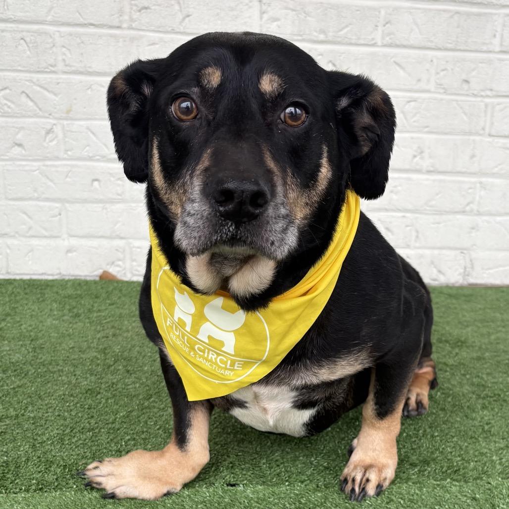 Enlarge Greg, a Adoptable mixed breed in Bessemer, AL image 3/6