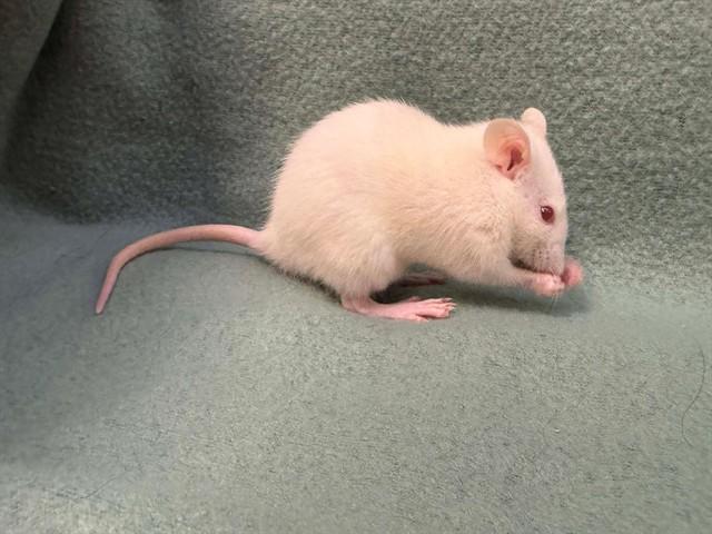 Enlarge Blizard, a Adoptable Rat in Perkiomenville, PA image 1/1