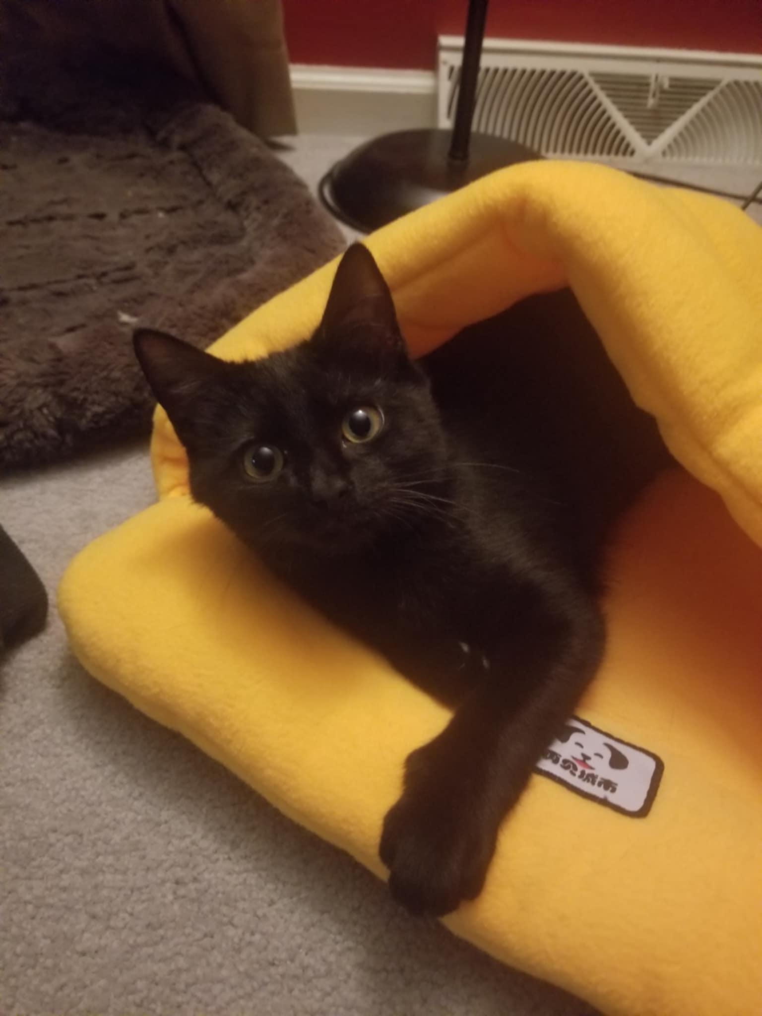Enlarge Muscadine, a Adopted Domestic Short Hair in Burlington, NC image 5/5