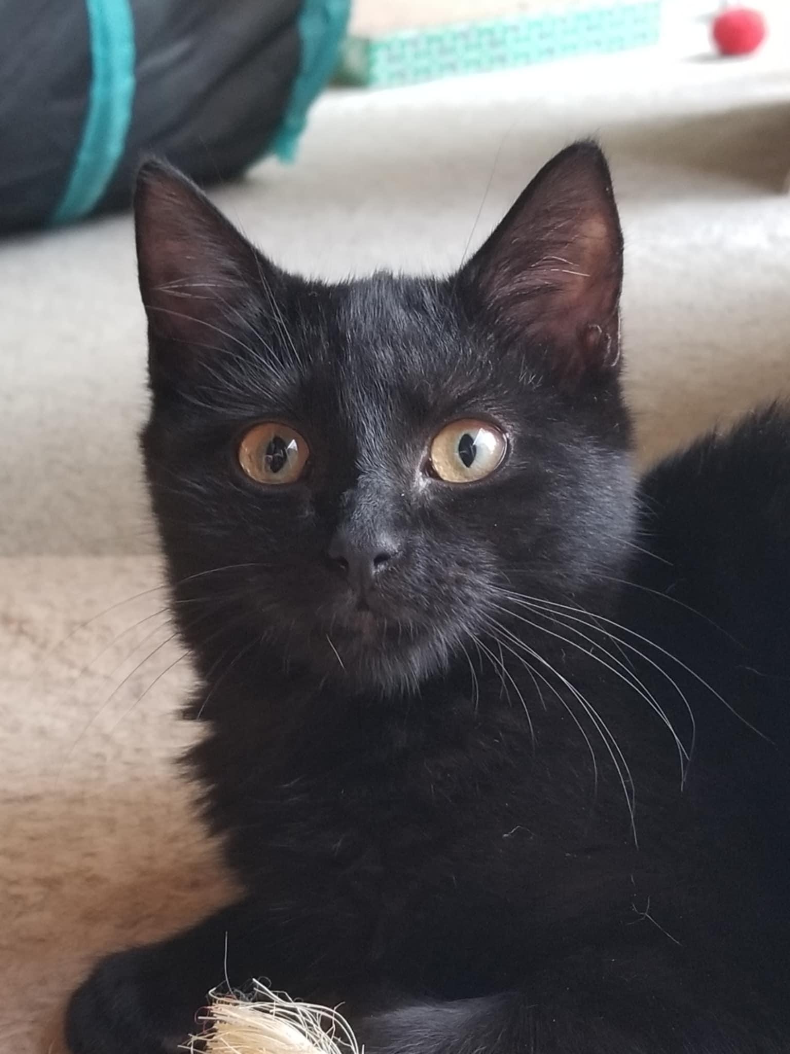 Enlarge Muscadine, a Adopted Domestic Short Hair in Burlington, NC image 3/5
