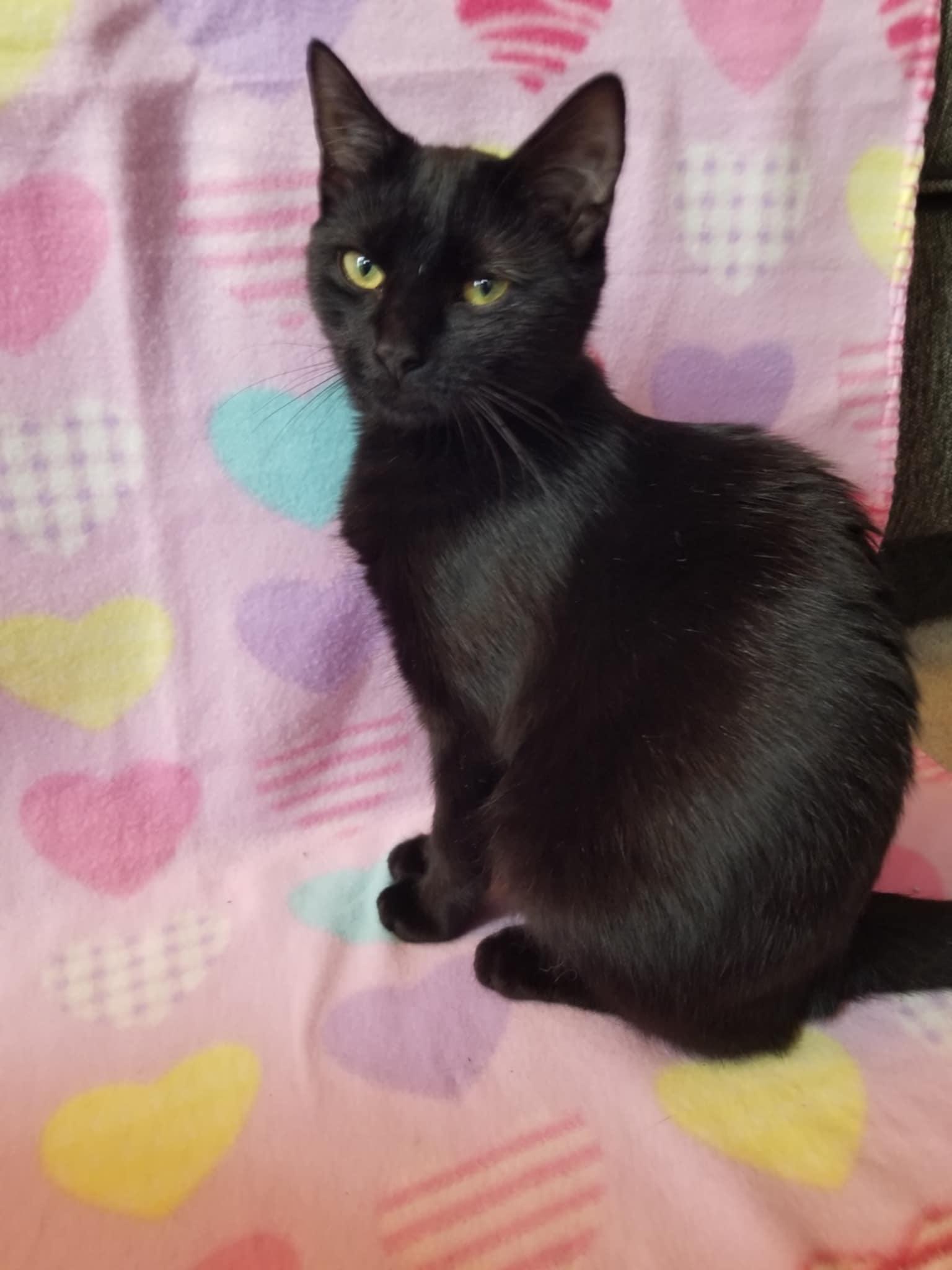 Enlarge Muscadine, a Adopted Domestic Short Hair in Burlington, NC image 1/5