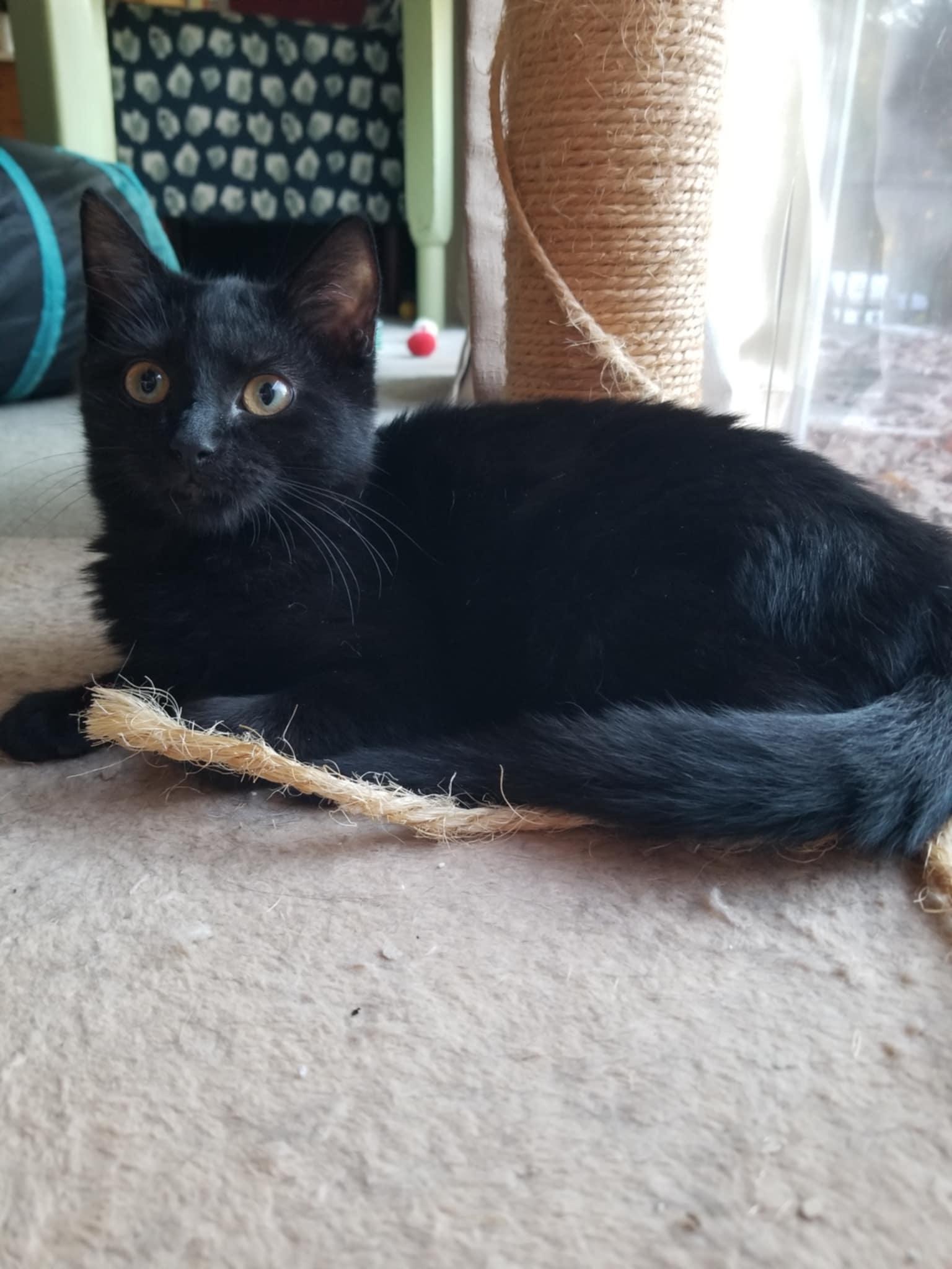 Enlarge Muscadine, a Adopted Domestic Short Hair in Burlington, NC image 4/5