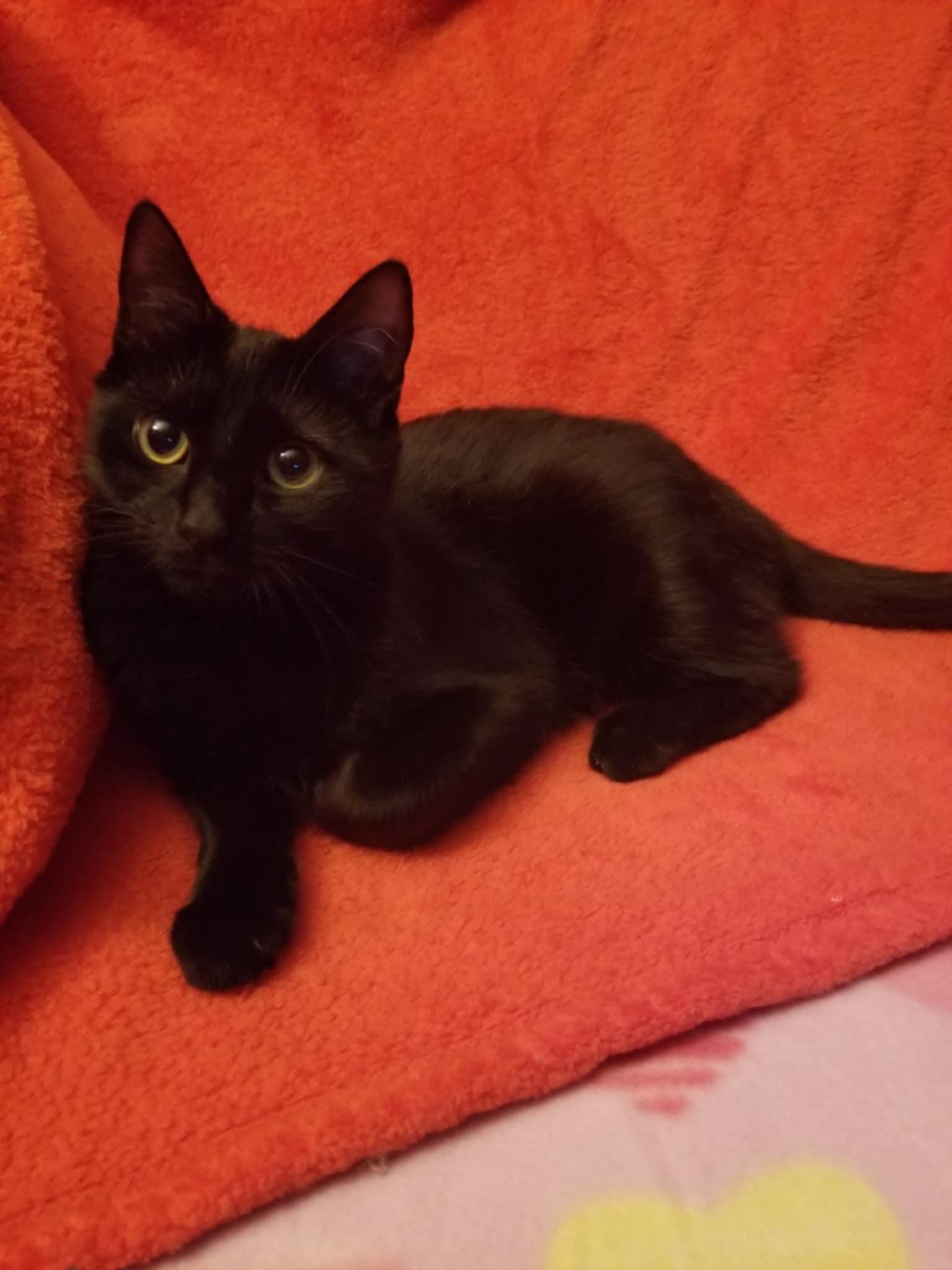 Enlarge Muscadine, a Adopted Domestic Short Hair in Burlington, NC image 2/5