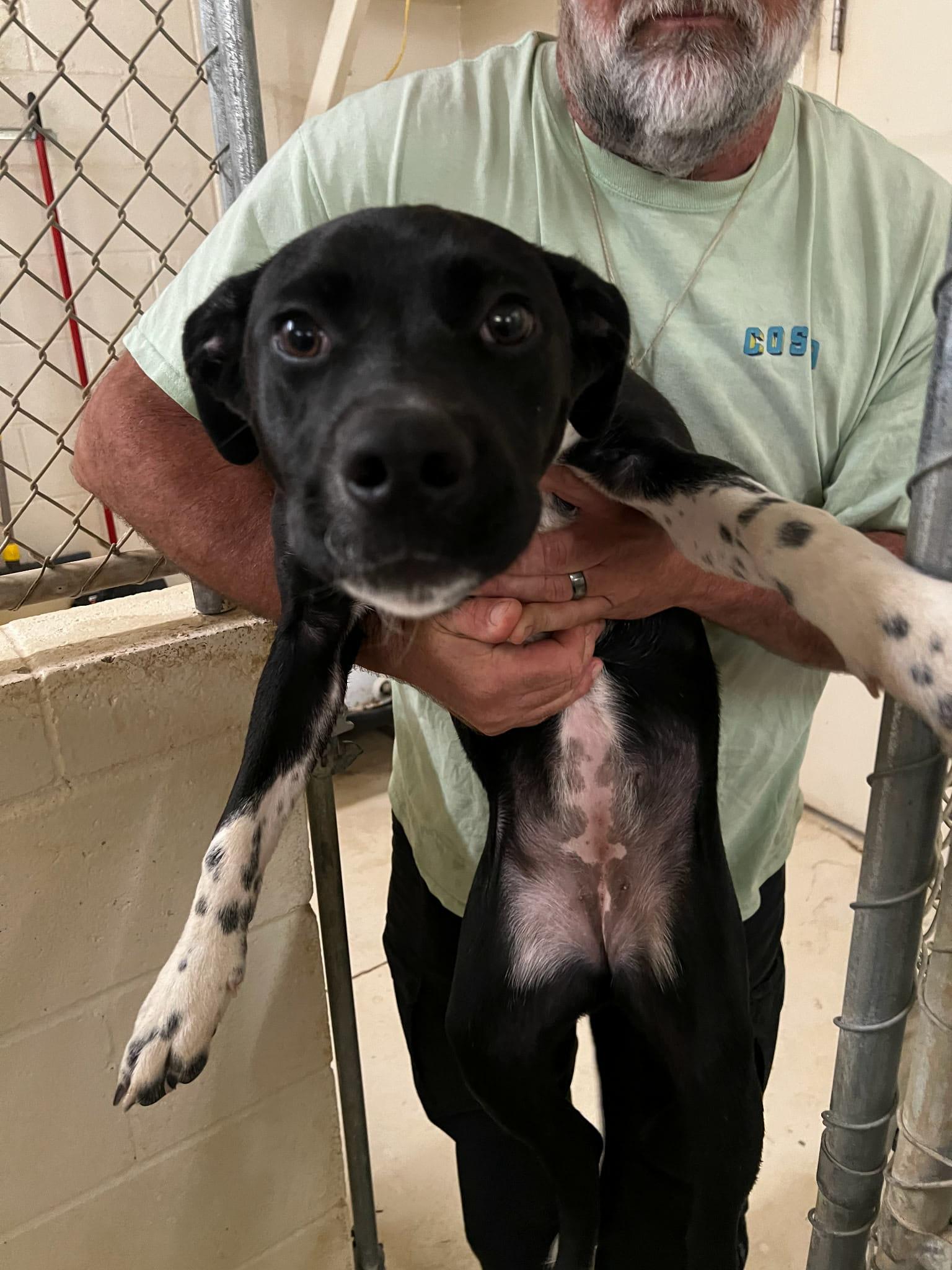 Enlarge FRECKLES, a ADOPTABLE mixed breed in Sheboygan, WI image 3/3