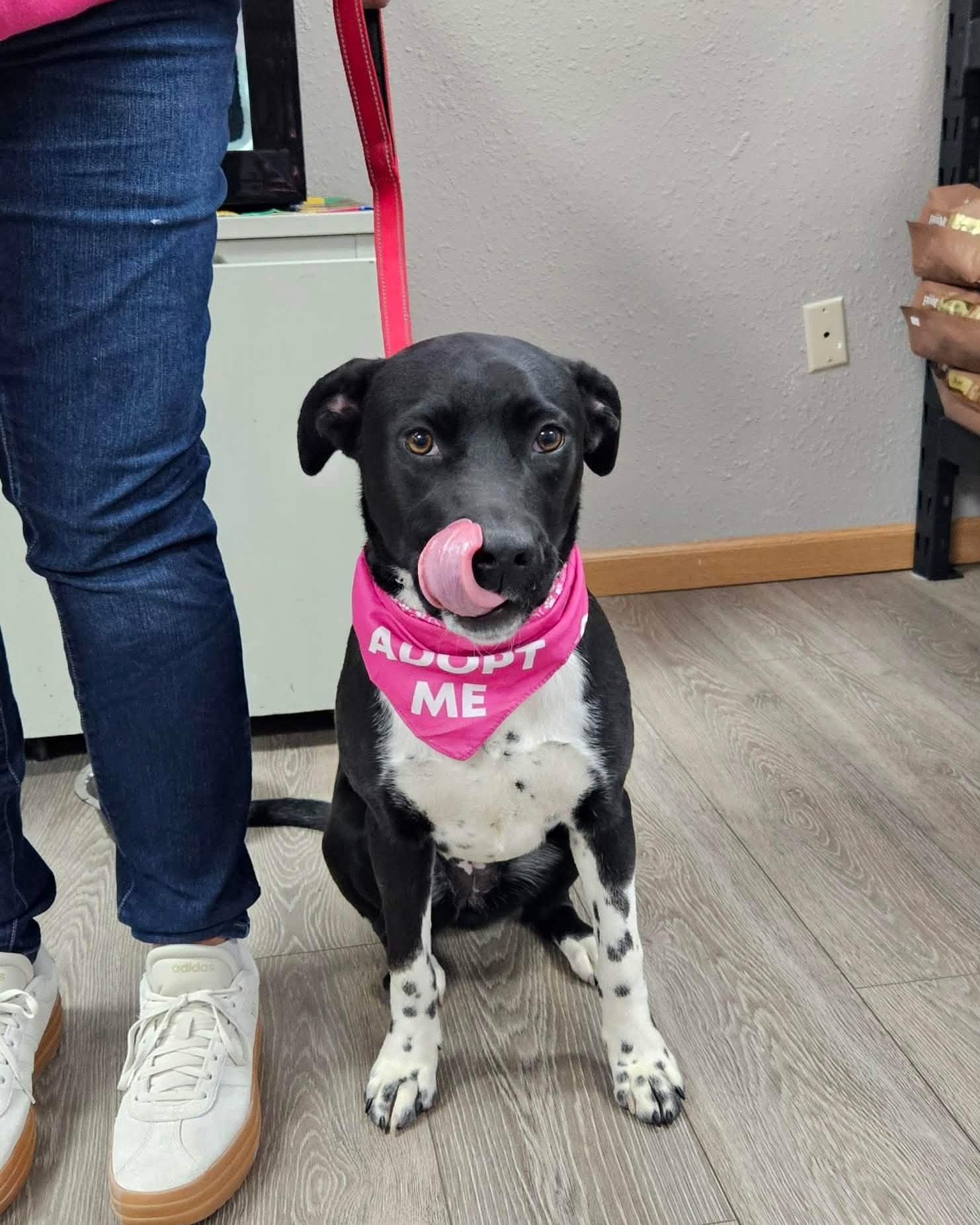 FRECKLES, adopted, Young Female English Springer Spaniel.