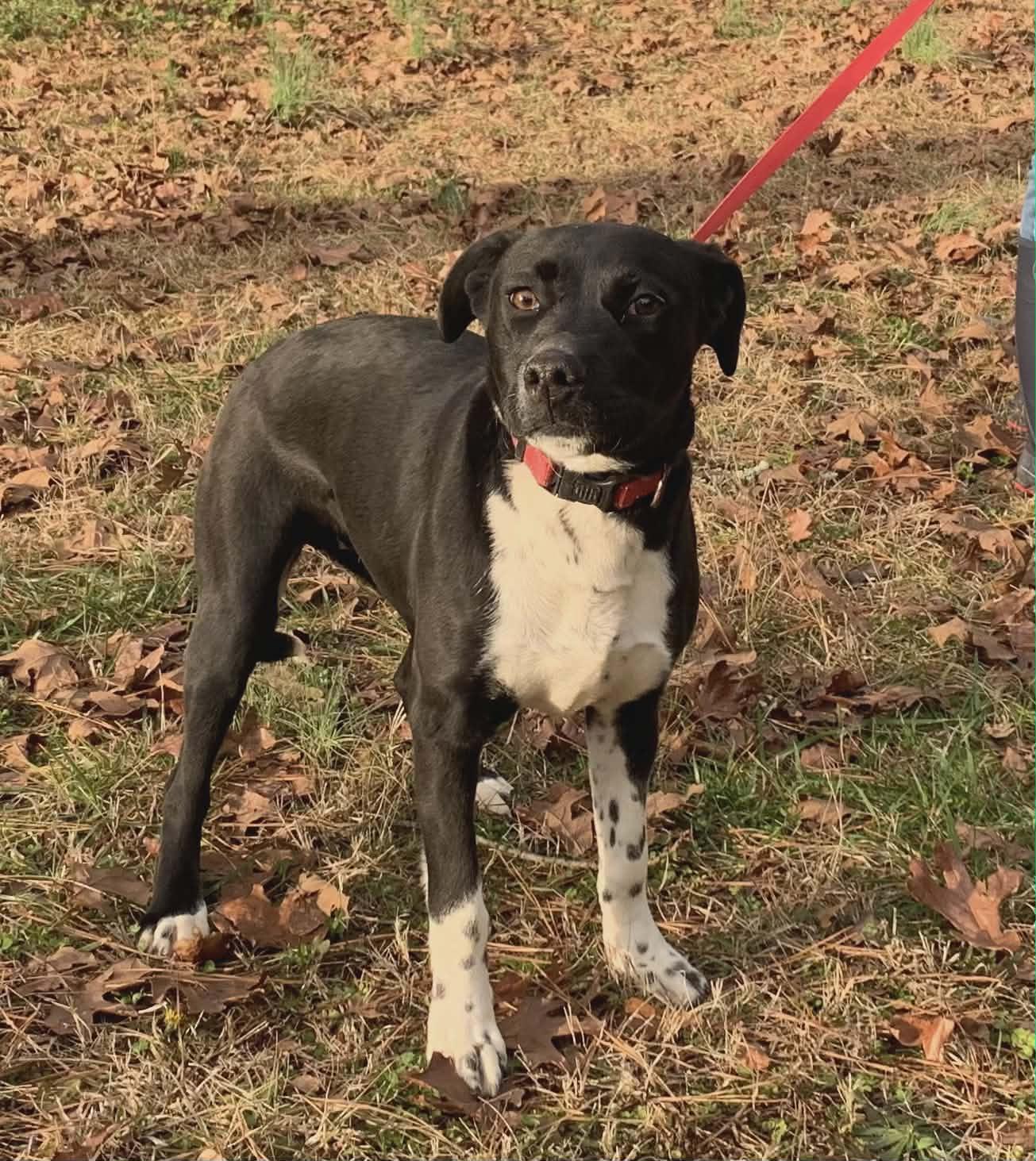 Enlarge FRECKLES, a ADOPTABLE mixed breed in Sheboygan, WI image 1/3