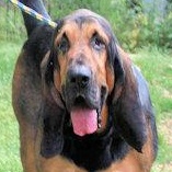 Enlarge Watson (GA), an adopted Bloodhound in Ranger, GA image 1/4