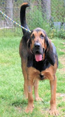 Enlarge Watson (GA), an adopted Bloodhound in Ranger, GA image 4/4