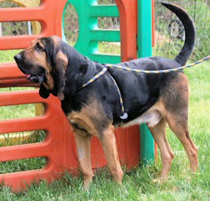 Enlarge Watson (GA), an adopted Bloodhound in Ranger, GA image 2/4