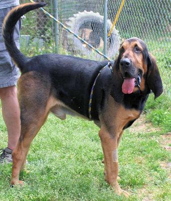 Enlarge Watson (GA), an adopted Bloodhound in Ranger, GA image 3/4