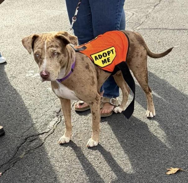 Enlarge MarbleLEE, a Adoptable mixed breed in Nanuet, NY image 3/6