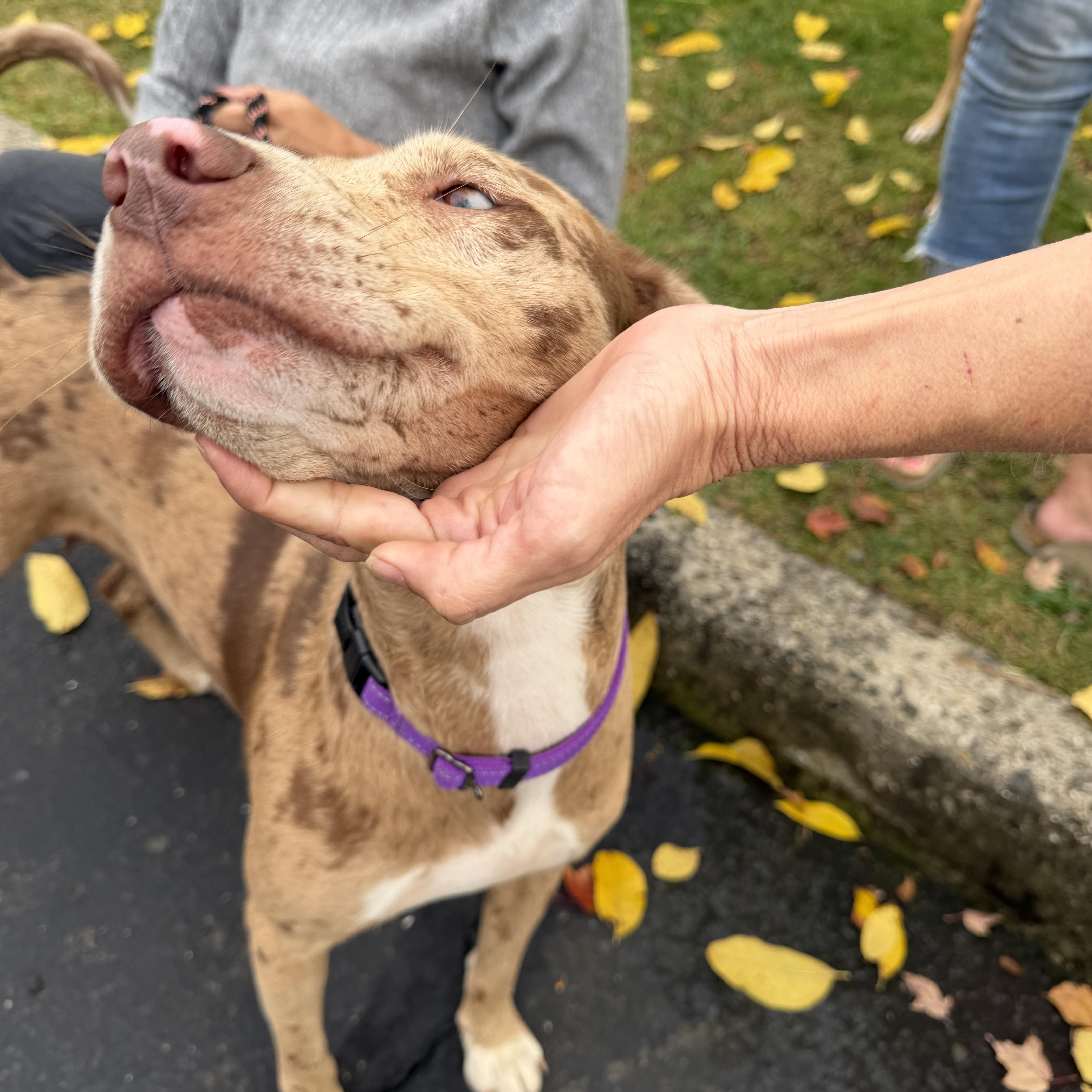 Enlarge MarbleLEE, a Adoptable mixed breed in Nanuet, NY image 5/6