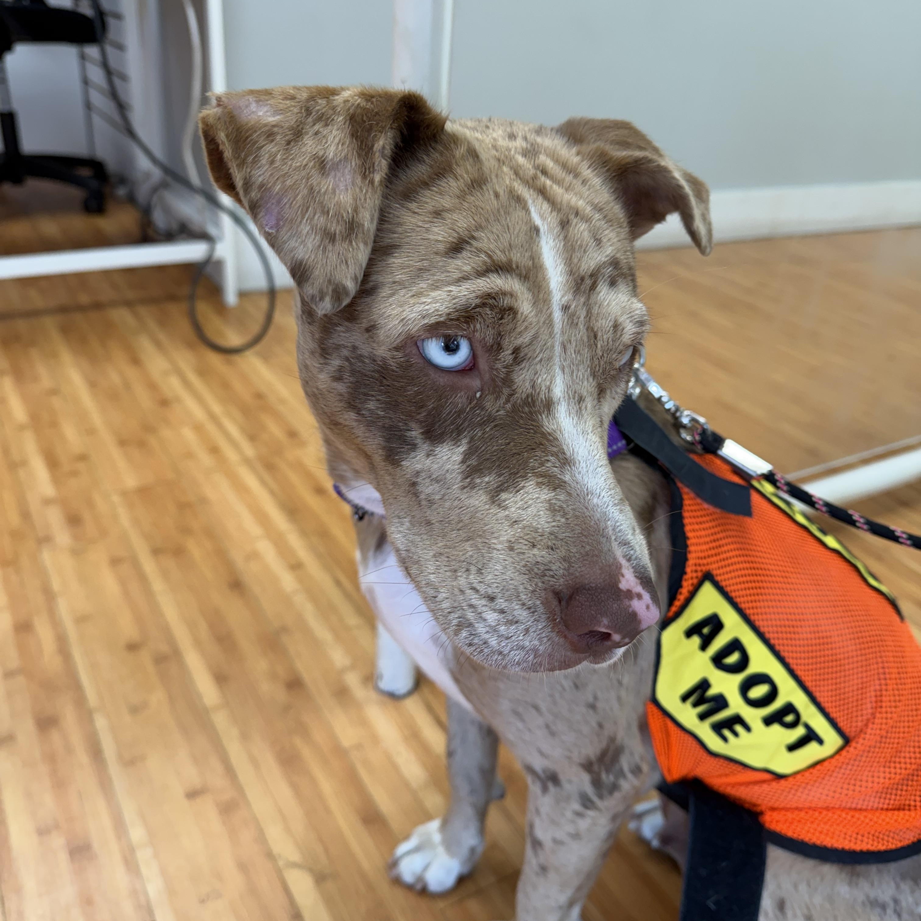 Enlarge MarbleLEE, a Adoptable mixed breed in Nanuet, NY image 2/6