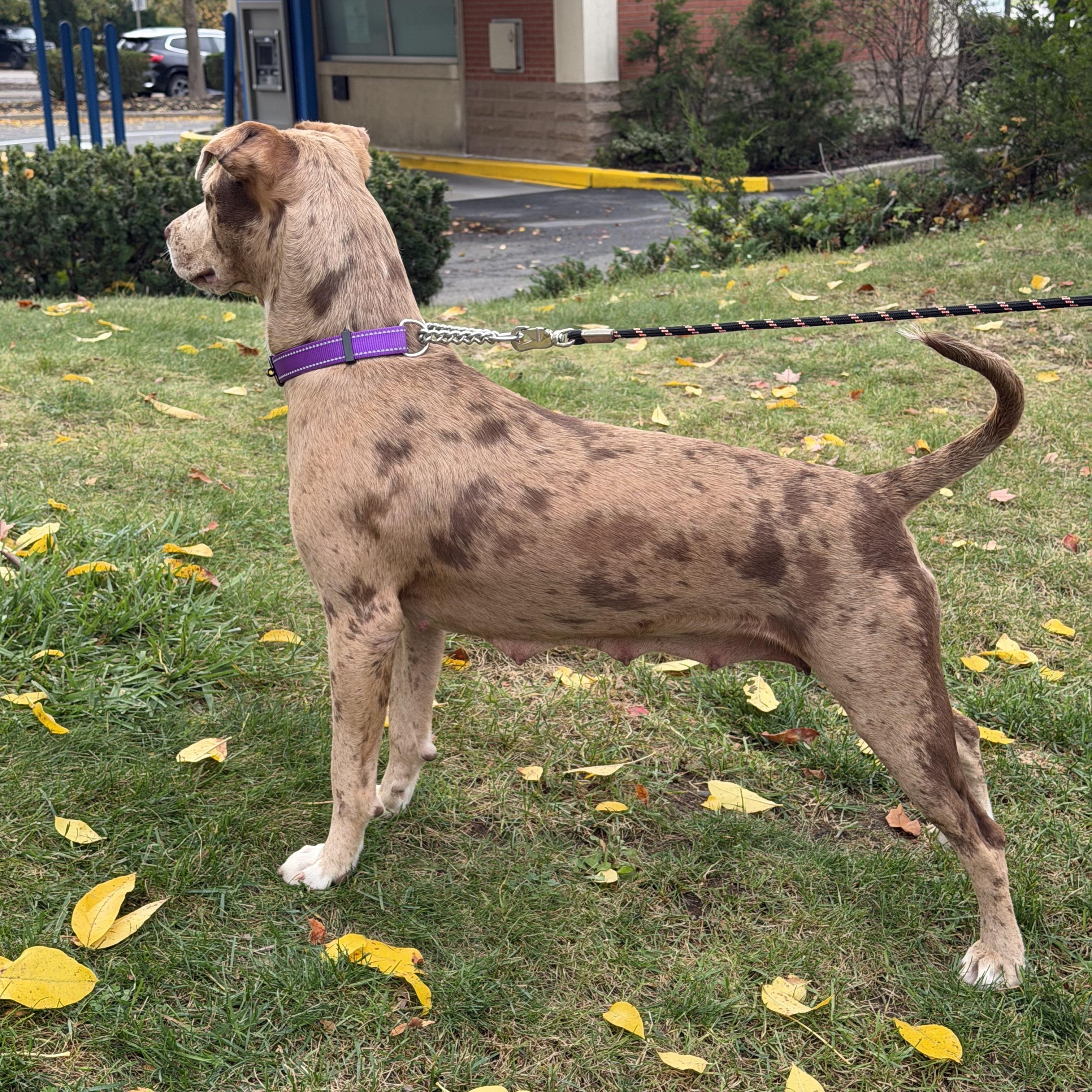 Enlarge MarbleLEE, a Adoptable mixed breed in Nanuet, NY image 6/6