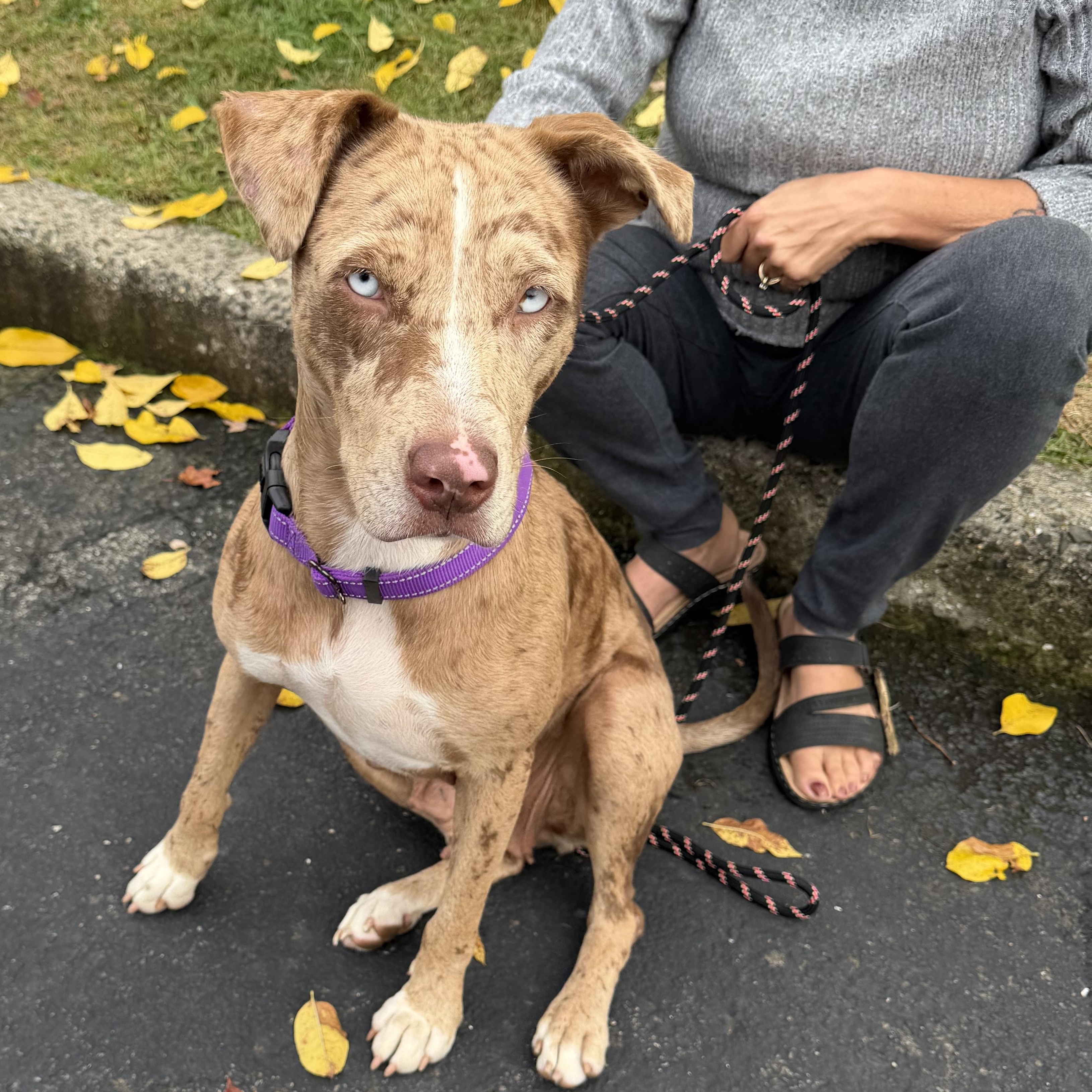 MarbleLEE, Adoptable, Young Female Mixed Breed & Chocolate Labrador Retriever.