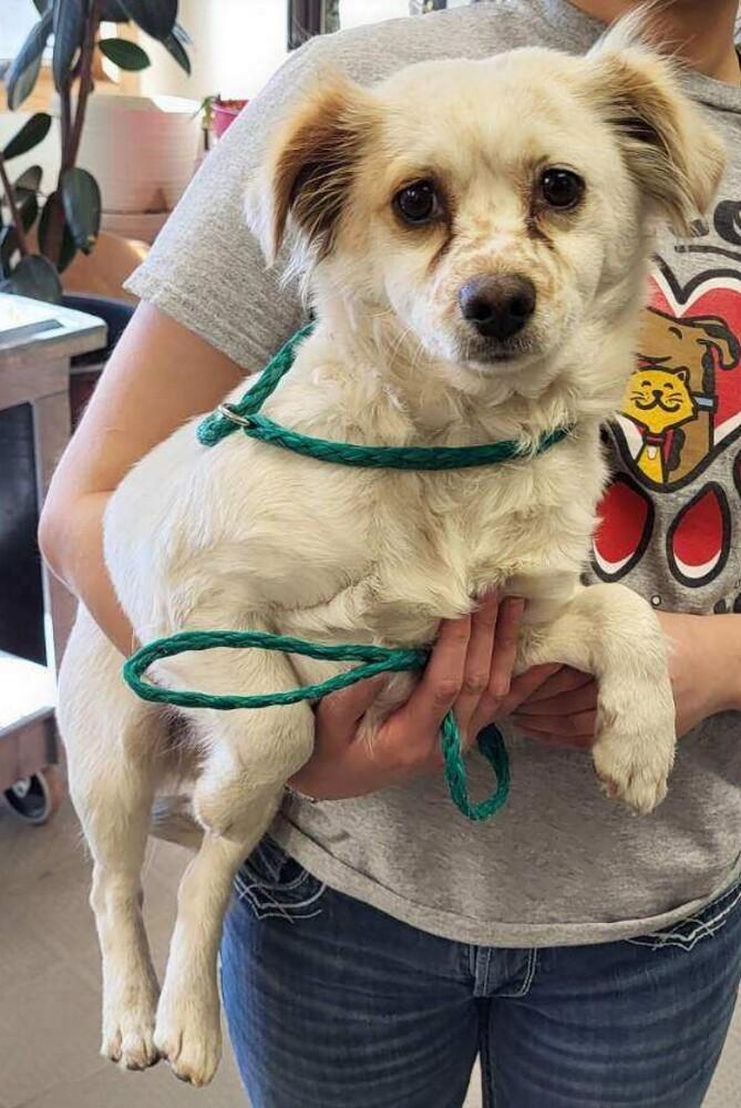 Enlarge Jeannie, a Adoptable mixed breed in Parker, CO image 1/3