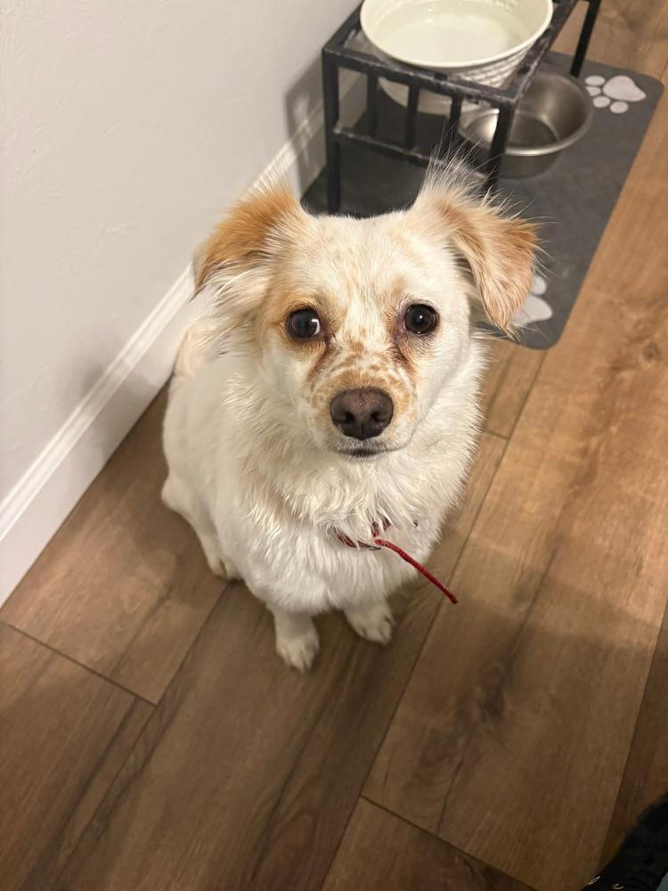 Enlarge Jeannie, a Adoptable mixed breed in Parker, CO image 2/3