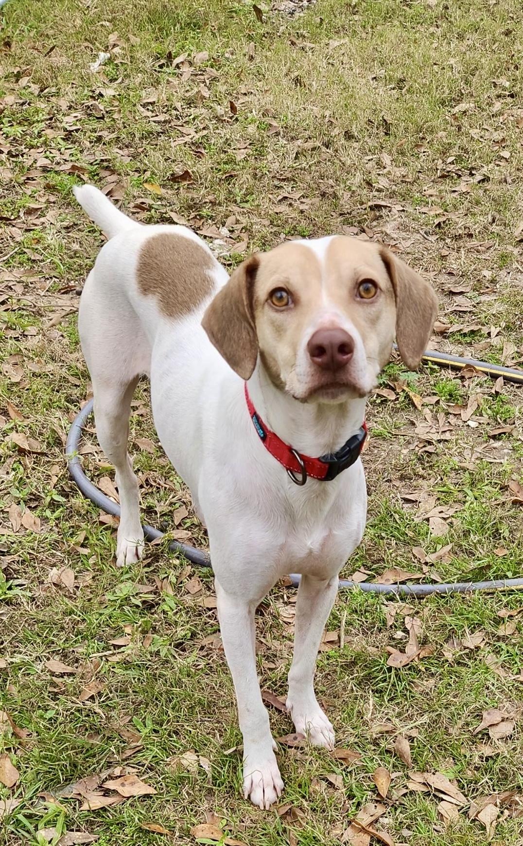 Bob Jr., Adult Male Beagle