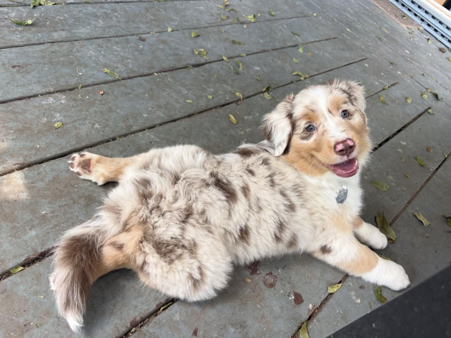 Enlarge ARPH 14705 - Banner, a Adoptable Australian Shepherd in Waco, TX image 1/3