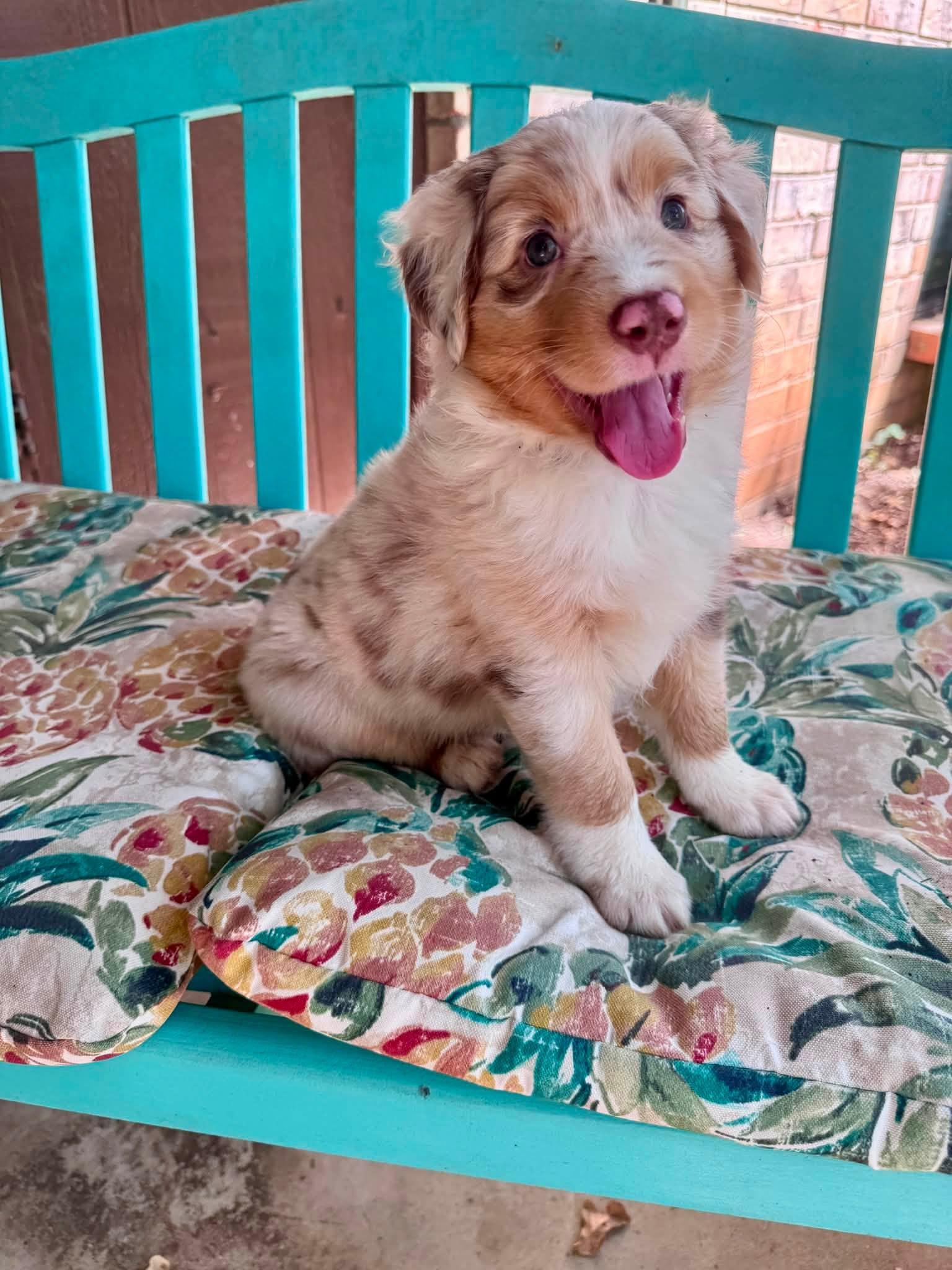 Enlarge ARPH 14705 - Banner, a Adoptable Australian Shepherd in Waco, TX image 2/3