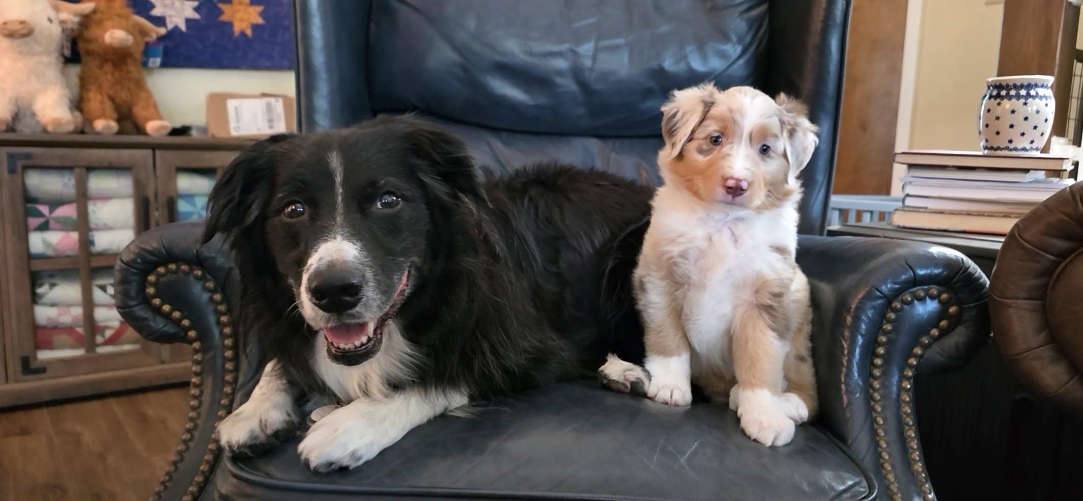 Enlarge ARPH 14705 - Banner, a Adoptable Australian Shepherd in Waco, TX image 3/3