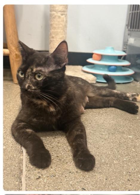 Max, Adoptable, Young Female Domestic Short Hair.