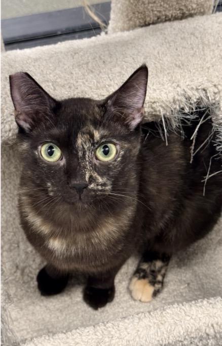 Max, a Adoptable Domestic Short Hair in South Pasadena, CA image 2/4