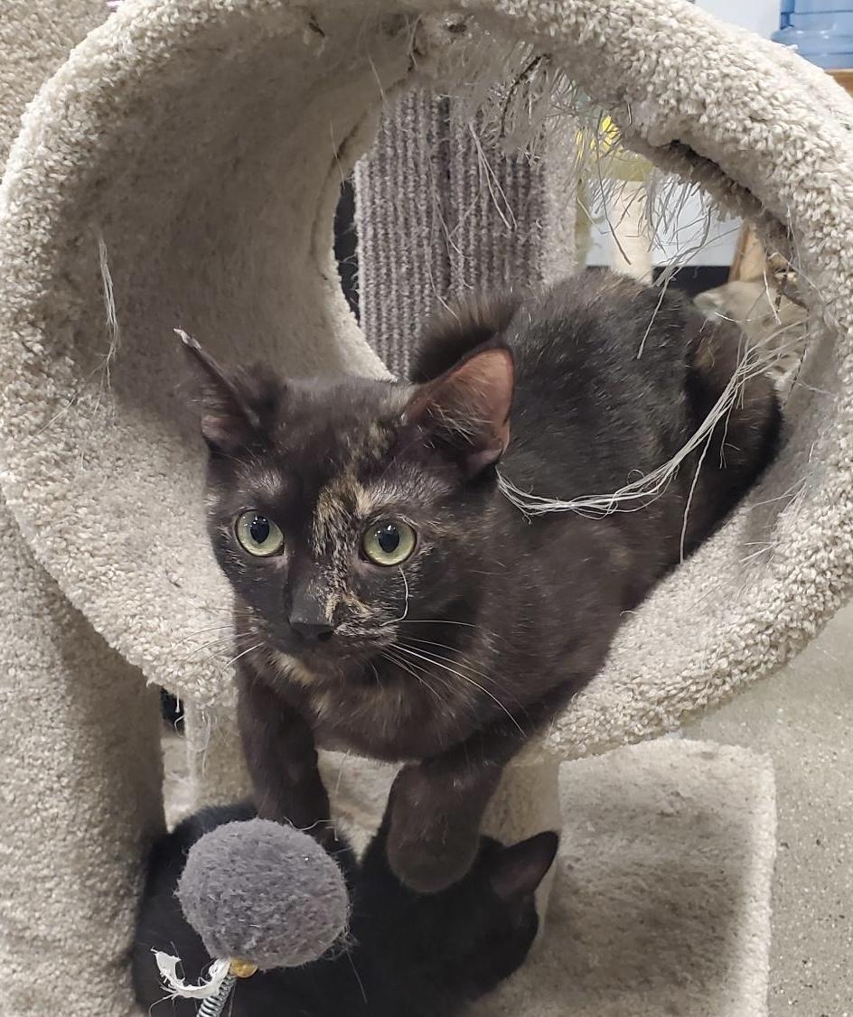 Max, a Adoptable Domestic Short Hair in South Pasadena, CA image 3/4