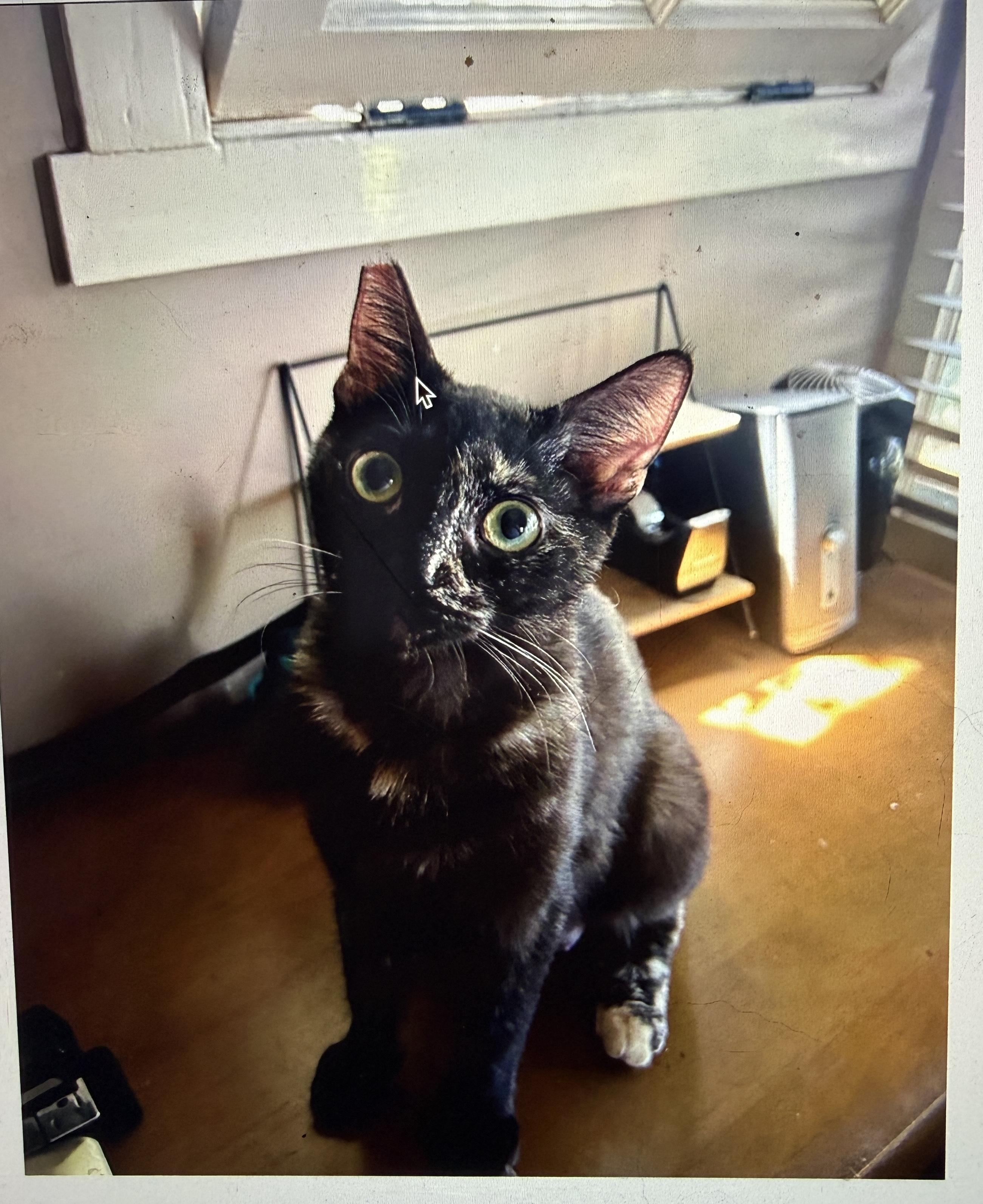 Max, a Adoptable Domestic Short Hair in South Pasadena, CA image 4/4