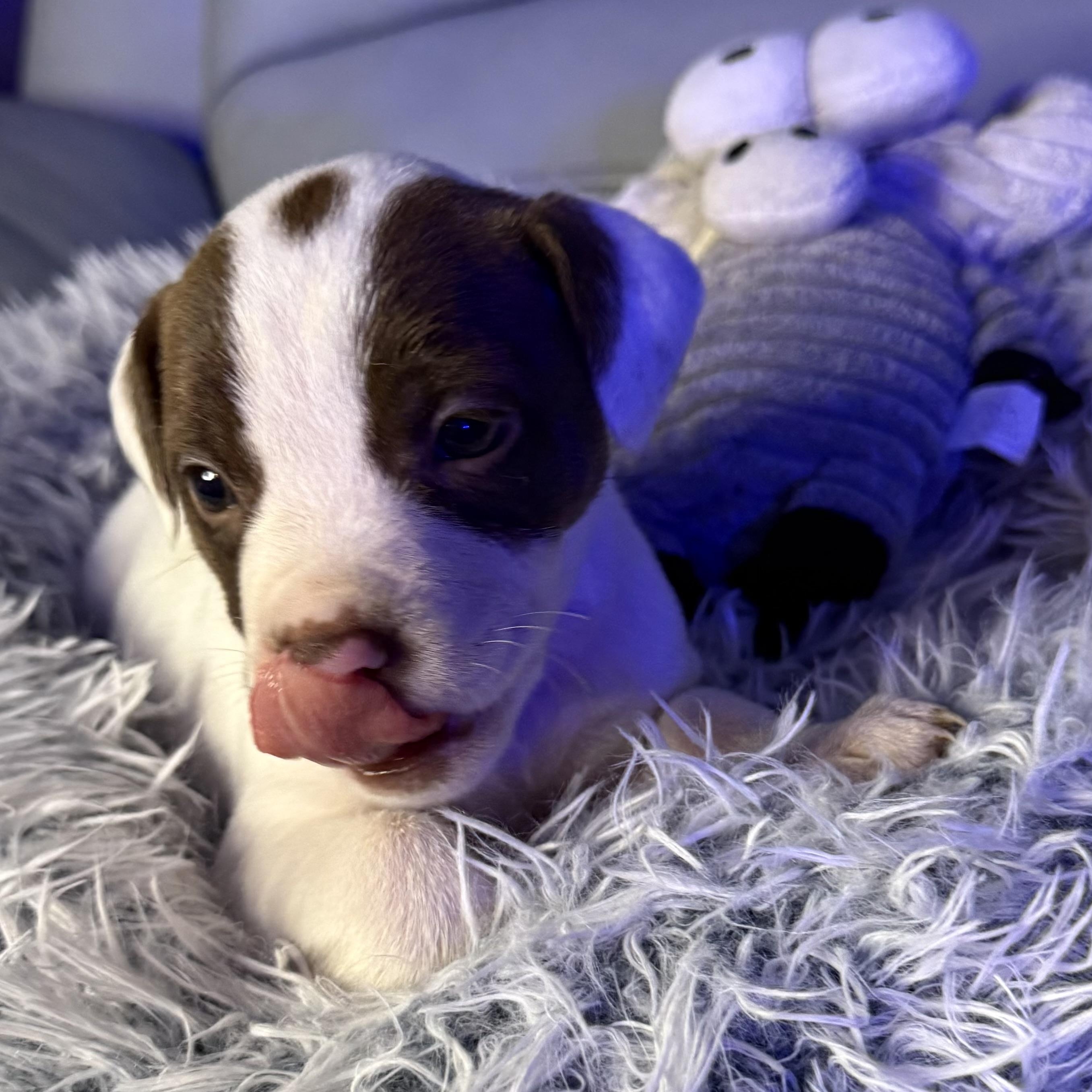 Calliope — thumbnail 4