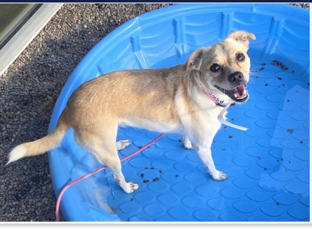 Grape Soda, Adoptable, Adult Female Chihuahua & Shepherd.