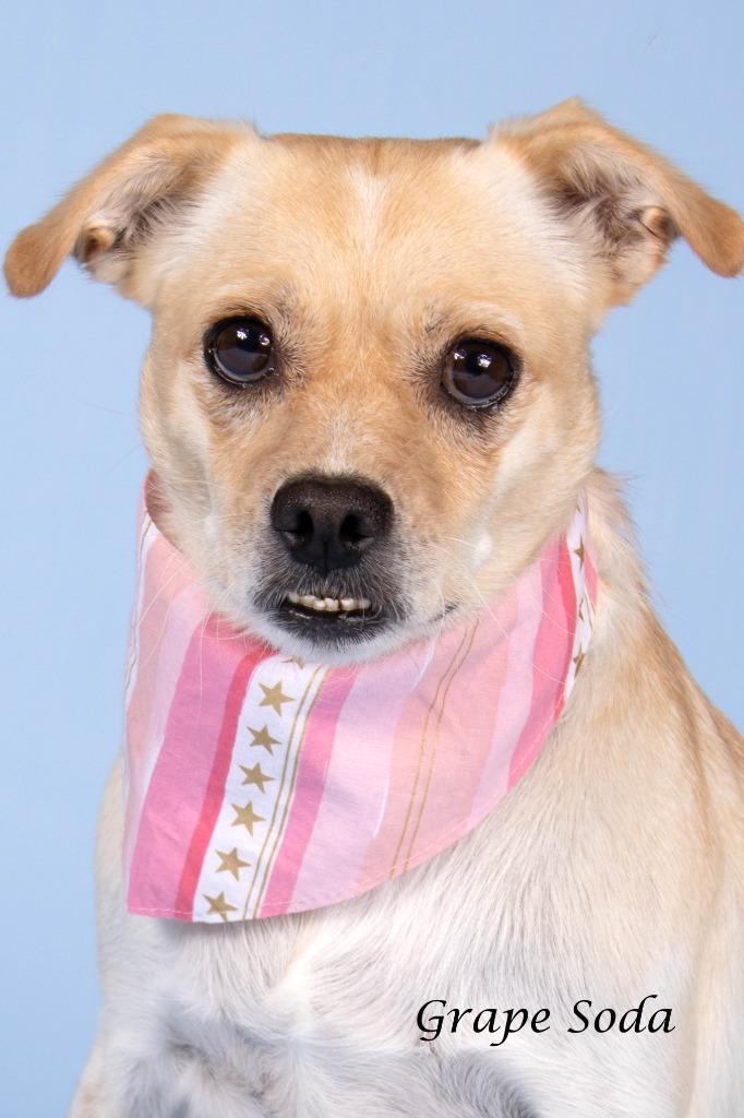 Enlarge Grape Soda, a Adoptable mixed breed in Gilbert, AZ image 2/4