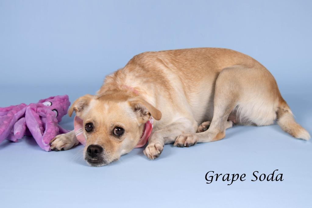 Enlarge Grape Soda, a Adoptable mixed breed in Gilbert, AZ image 3/4