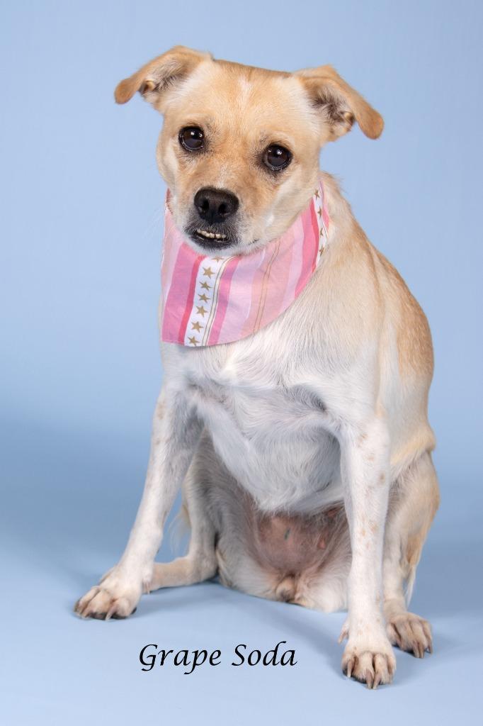 Enlarge Grape Soda, a Adoptable mixed breed in Gilbert, AZ image 4/4