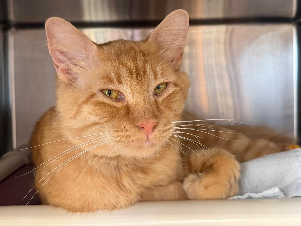 Cheddar, a Adoptable mixed breed in Fort Oglethorpe, GA image 1/5
