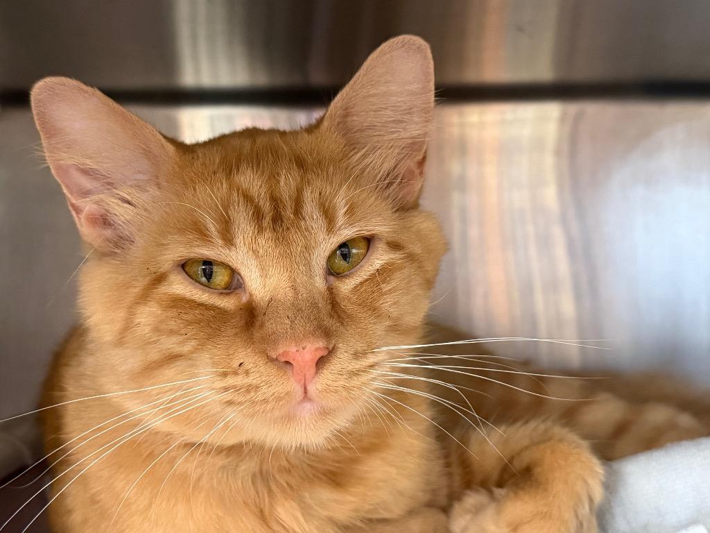 Cheddar, a Adoptable mixed breed in Fort Oglethorpe, GA image 2/5