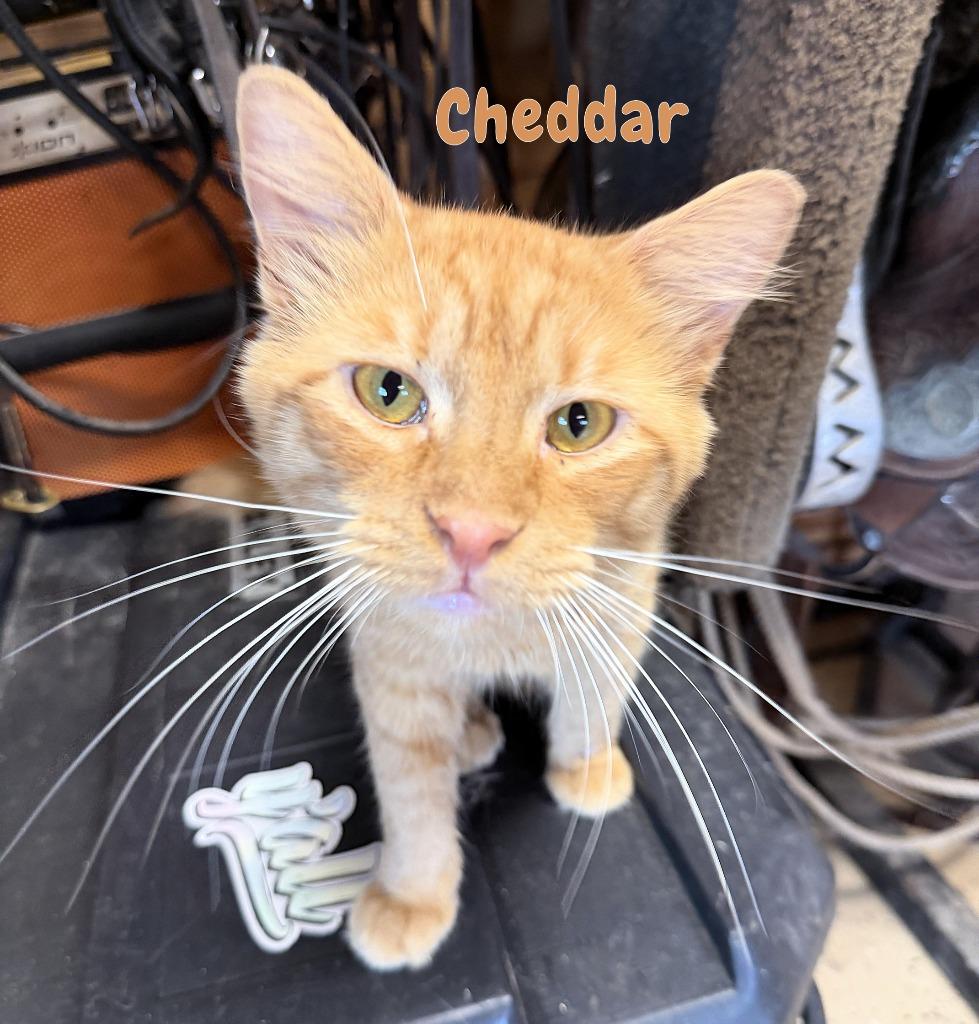 Cheddar, a Adoptable mixed breed in Fort Oglethorpe, GA image 3/5