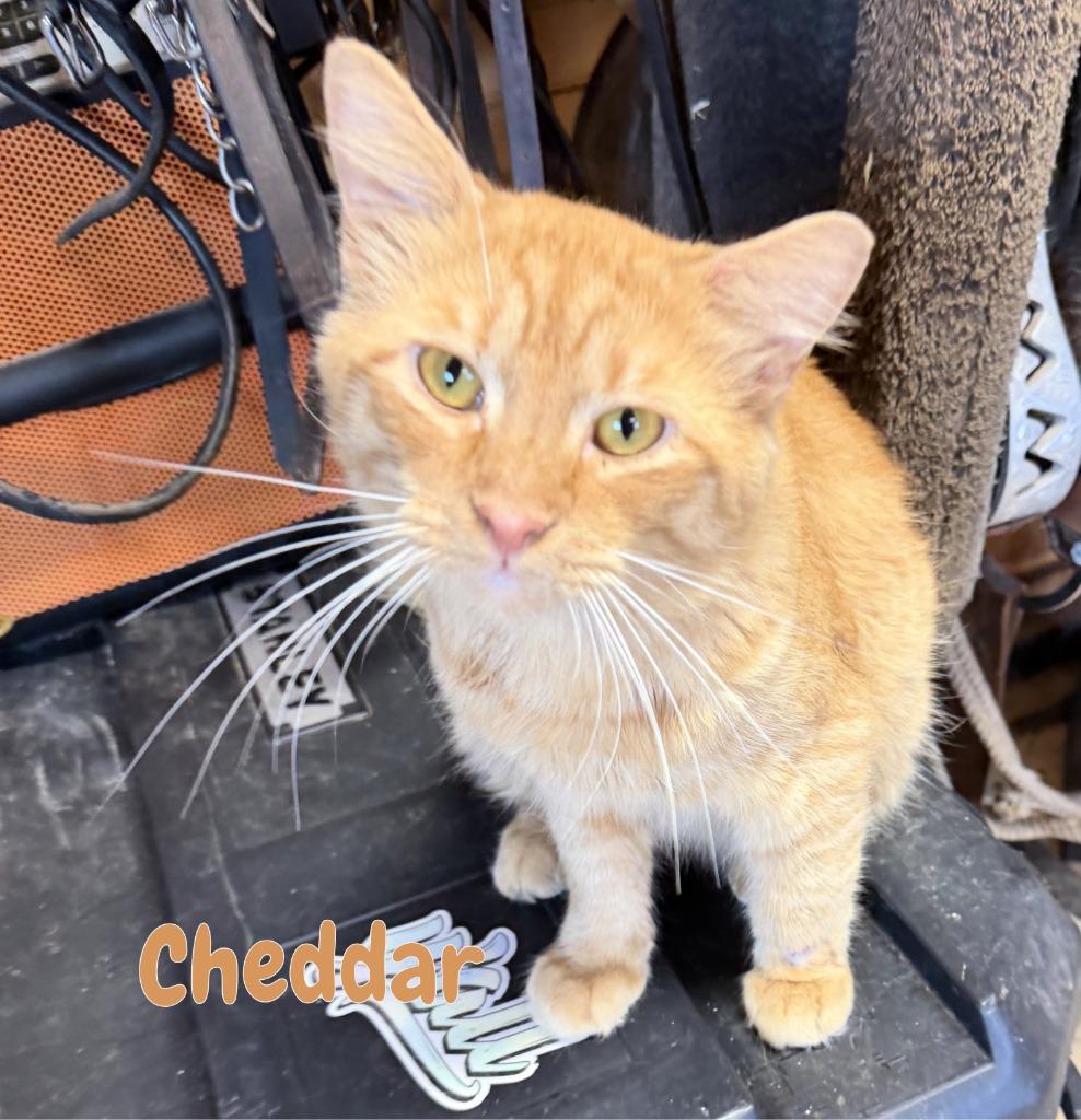 Cheddar, a Adoptable mixed breed in Fort Oglethorpe, GA image 4/5