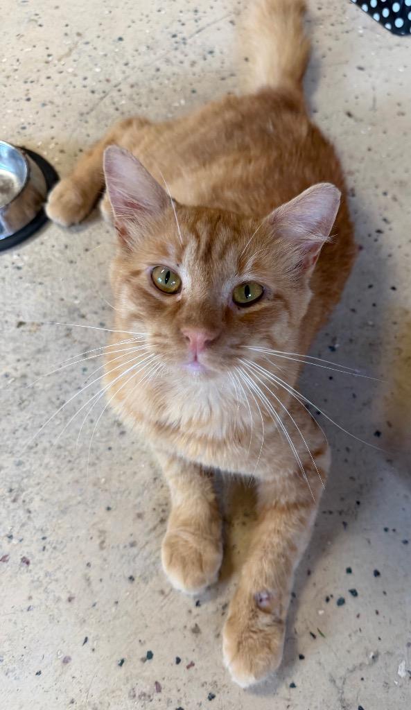 Cheddar, a Adoptable mixed breed in Fort Oglethorpe, GA image 5/5