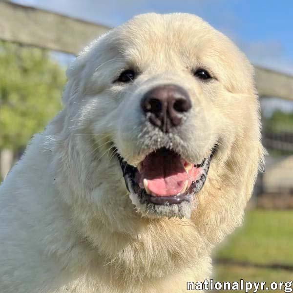 Enlarge Gemini in GA - A Sweet Gentleman!, an adopted Great Pyrenees in Valdosta, GA image 1/3