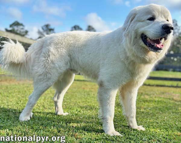 Enlarge Gemini in GA - A Sweet Gentleman!, an adopted Great Pyrenees in Valdosta, GA image 2/3