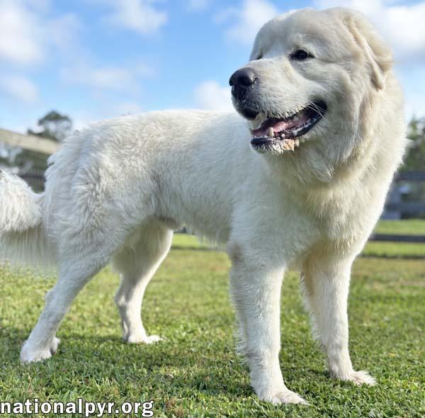 Enlarge Gemini in GA - A Sweet Gentleman!, an adopted Great Pyrenees in Valdosta, GA image 3/3