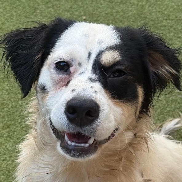 Enlarge TILBURY, a Adoptable mixed breed in hagerstown, MD image 3/5