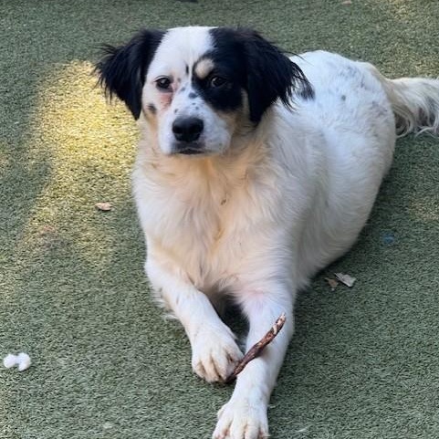 TILBURY, Adoptable, Puppy Male Terrier.
