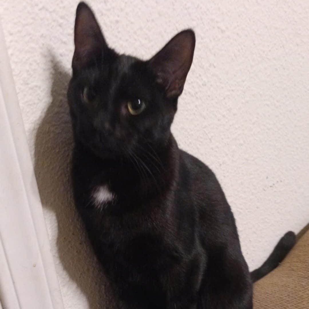 Enlarge Essie, a Adoptable mixed breed in Antioch, CA image 2/6