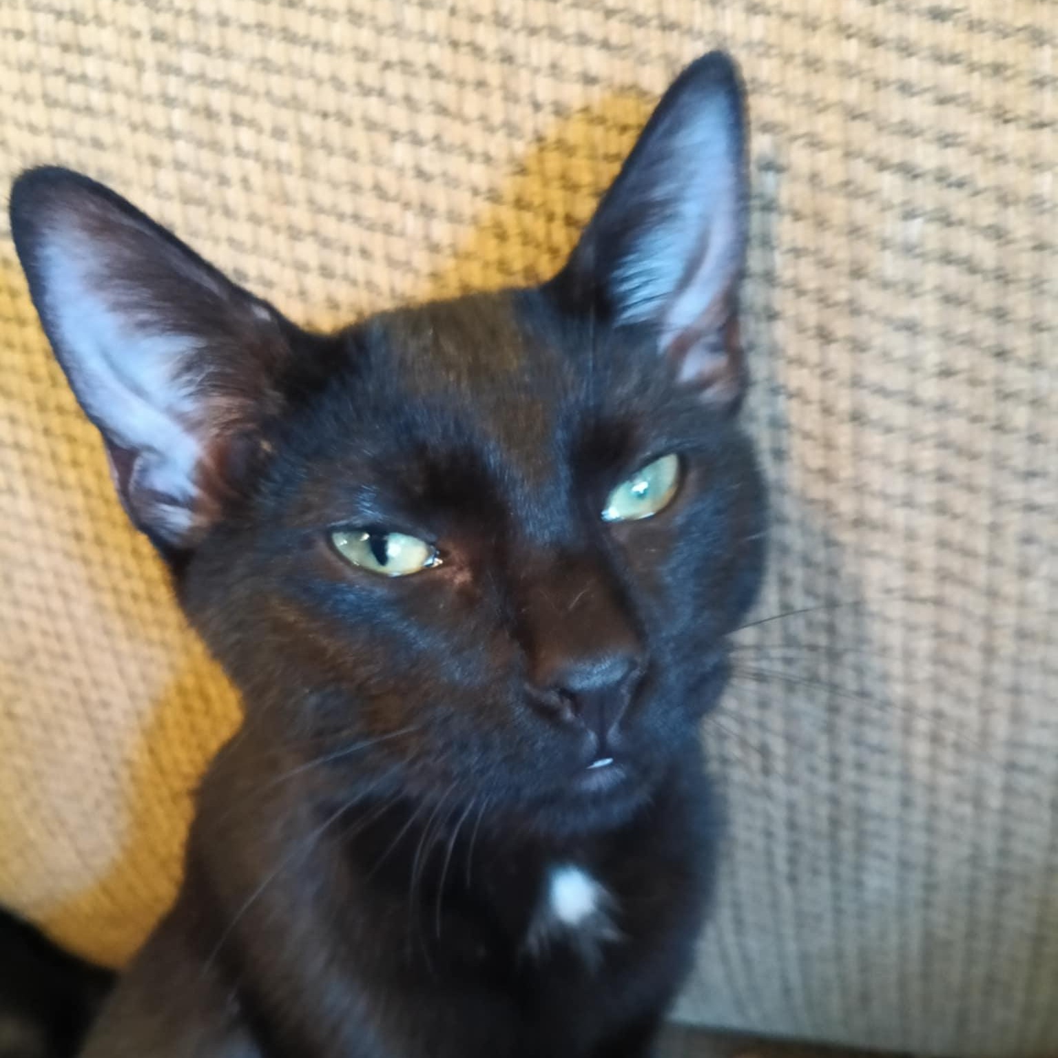 Enlarge Essie, a Adoptable mixed breed in Antioch, CA image 4/6